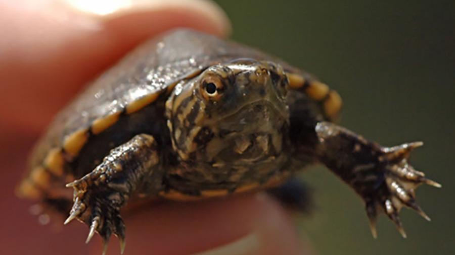 Proposal protects land in Pima County for aquatic turtles